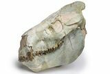 Oreodont (Eporeodon) Skull - South Dakota #217183-2